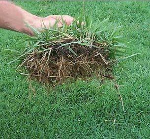 FEATURED PLANT Zoysia Grass Drought and chinch bugs have taken its toll on many lawns in Southeast Texas over the past few months.