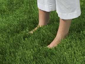 Augustine has long been the standard, but more and more people are turning their attention to Zoysia lawns. Zoysia is a native to parts of Southeast Asia and was introduced into the U.S. in the 1890 s.