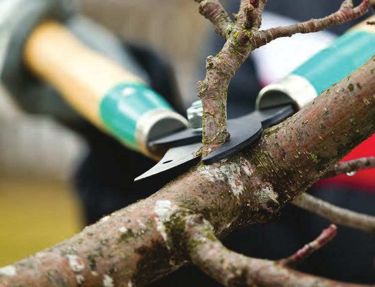 PRUNING In general, trees should be pruned every two to four years to encourage good structure and reduce or eliminate low limbs that may be shading out the turf in your lawn.