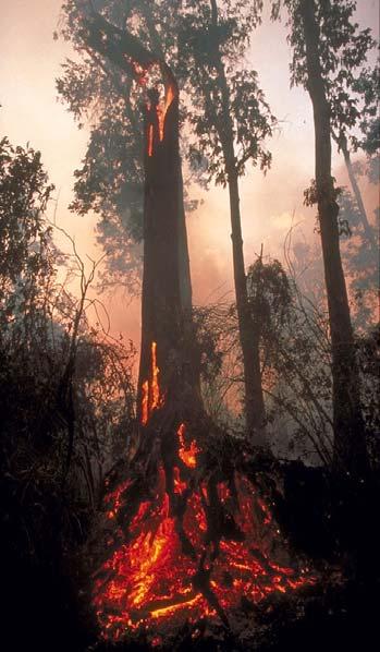 Peat Fires are a major climate threat ATSR-2 0.87 µm band 3.