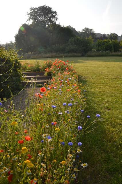 An existing group of orchard trees at the top of the garden was extended and under seeded with wildflowers with informal mown paths mown through.