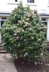 35 Willow Road Camelia, williamsii tree also helps
