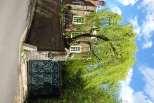 London Plane Willow Cottage Windmill Hill Has a