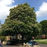 6 Downshire Hill front garden Horse chestnut Magnificent tree,