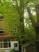 Communal garden to rear of 15 Well Walk Lime tree Trees in Well
