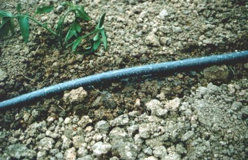 It is easy to use in traditional row style or raised-bed gardens. [Figure 5] Figure 5. Soaker hose seeps water out along the length of the hose.