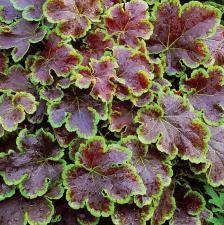 / Foliage: green-purple / Flower: pink Large, deeply lobed green leaves have prominent purple veins.