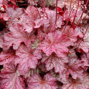 They are the perfect perennial to brighten up the garden. (Heuchera Amethyst Mist ) Ht. 18-24 in. / Wt. 12-18 in.