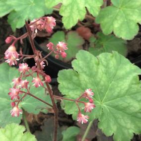 bells. Undersides are rich royal purple. Prefers afternoon shade. (#5538) (Heuchera Berry Smoothie PP21871) Ht. 15-18 in.