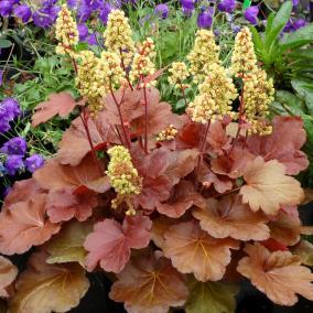 from early summer to early fall. Flower wands reach 18 inches. (#5128) (Heuchera Blonde PPAF) Ht. 3-6 in. / Wt. 6-12 in.