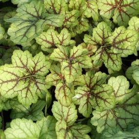 Great for rock gardens and shaded areas. (#5882) (Heuchera Cherry Cola PP22967) Ht. 6-9 in. / Wt. 15-18 in.
