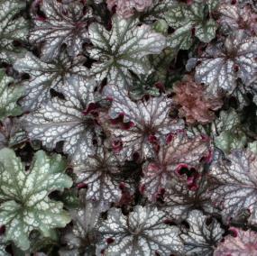 Foliage sports red veining in summer. White flowers in spring and summer. (#5859) (Heuchera Dolce Blackberry Ice PPAF) Ht.