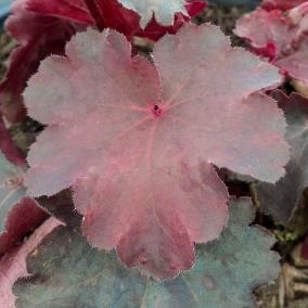 / Foliage: purple / Flower: yellow Iridescent purple leaves have black veins and develop a pewter overlay in the summer.