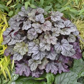 / Foliage: purple / Flower: creamy pink Vibrant dark purple leaves have silvery accents.