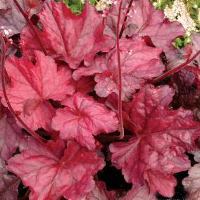 purple on the top and brilliant red on the undersides of the leaves. A Proven Winners selection. (#5399) (Heuchera Fire Alarm PP24526) Ht.