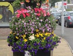 Taking a whole town and whole year approach providing most floral displays year-round, the group has adopted nearly every floral feature formerly maintained by the local council, thanks to tremendous