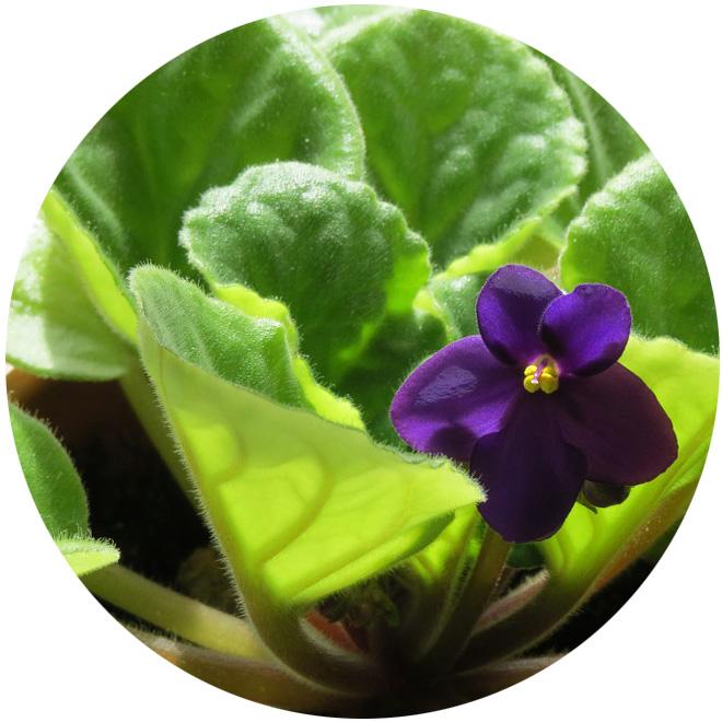 Time: lesson and activity 30 minutes; growing time 3 to 4 weeks Materials: Stock plants such as coleus, pothos, begonias, geraniums or wandering jew.