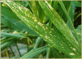 leaf-spot Phyllosticta zingiberi Diseases Bacterial wilt (Pseudomonas