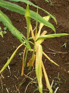Diseases Bacterial wilt (Pseudomonas solanacearum) - wilt of entire plant, rhizome rot.
