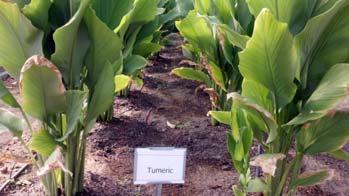 Growing turmeric requires 9-11 month from planting the rhizome seed pieces until the harvest.