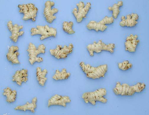 Sustainable Ginger Production Mounding plant, otherwise you will be marketing partially green ginger Plant spacing, 3 feet between rows and two feet between plants in the same row Shade Rotation