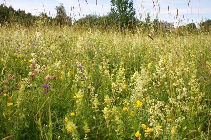 Foto: Valda Baroniņa Šādi dabiskie zālāji, kuri atbilst Eiropas Savienā aizsargājamam biotopam Mēreni mitras un auglīgas pļavas ir veidojušies ikgadējas pļaušanas ietekmē.