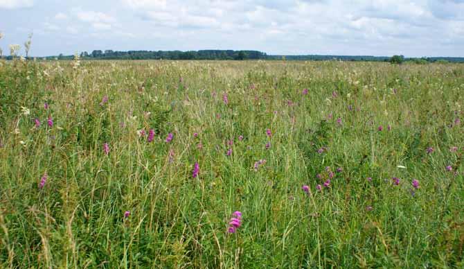 Šādi dabiskie zālāji, kuri atbilst Eiropas Savienā aizsargājamam biotopam Mēreni mitras un auglīgas pļavas, ir veidojušies ikgadējas pļaušanas ietekmē.