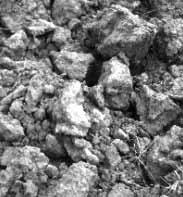 The texture of the soil is determined by the percentages of sand, silt and clay (figure 10) particles in the plow layer.