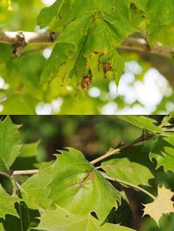 Leaf Spots Anthracnose of Maple (top) and Sycamore (bottom) photo: Univ.