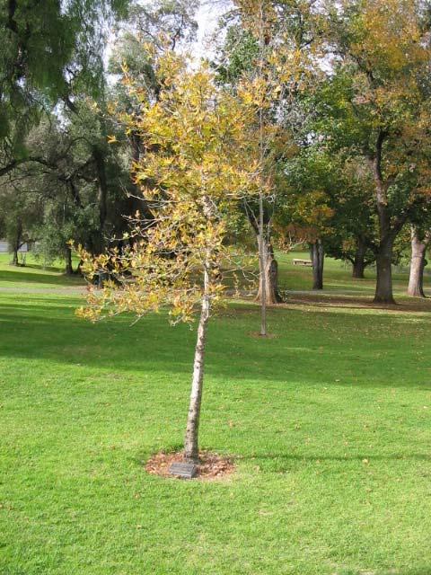 Camphor Laurel (Cinnamomum camphora) circle: a circle of Camphor Laurel (Cinnamomum camphora) trees planted by the Lions Club, in the south-eastern corner of Kadlitpinna/Park 13, dating from the mid
