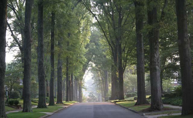Charlotte s tree canopy provides over $530 million in real benefits and services every year Charlotte Urban Forest Master Plan Protect the air we breathe, and the trees that filter it, while