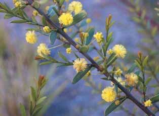 Gold Dust Wattle (Acacia acinacea) Requirements: Full/semi sun;