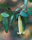 Rock Correa (Correa glabra) Requirements: Any position; it is easily