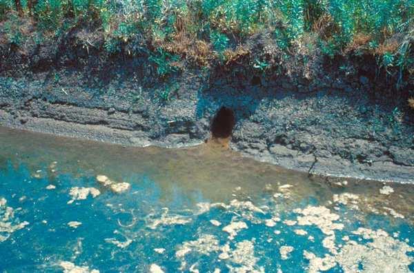 sources or cover can effectively achieve habitat modification Riprap