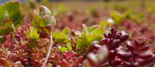 ECOSEDUM PACK The easy way of green