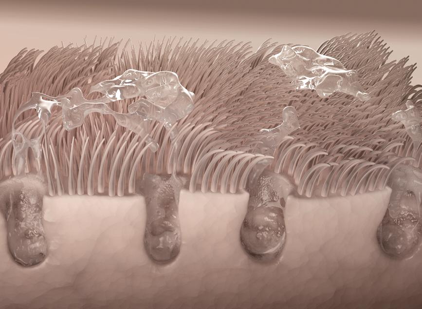 By means of the mucous membranes, cilia in the nose transport dust and germs