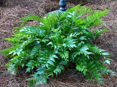 1-3 H 2-3 W Well-drained, moist soil Large evergreen fern with glossy, dark green foliage