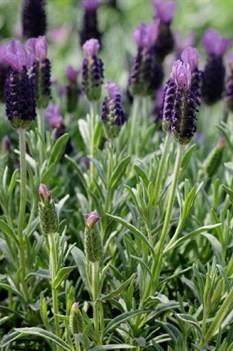 10-14 H Herb Purple blooms Compact evergreen lavender with fragrant gray-green foliage