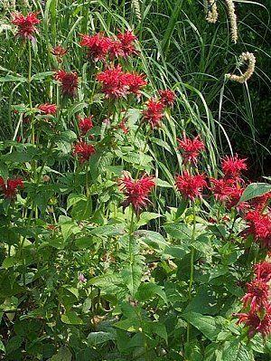 3-5 H 2 W Native perennial Red 2" flowers