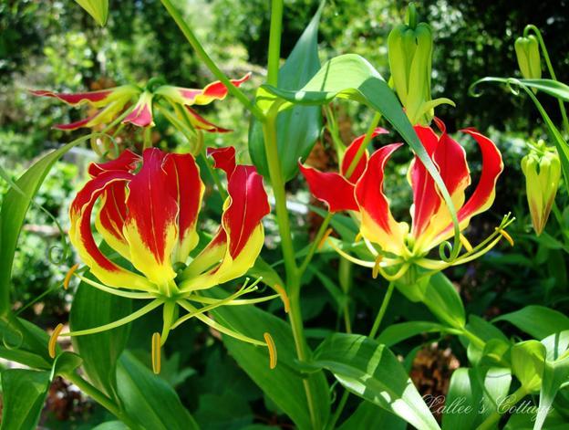 HIDDEN TREASURES BULBS, RHIZOMES, CORMS Spring Additions All bulbs can be found at the Bulb Table. Gloriosa Rothschildiana Climbing Lily A "must have" plant for southern gardens.