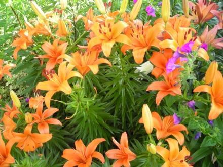 Naturalizing Hybrid Lilies. These are the easiest of lilies to grow in our Zone 9.
