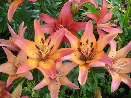 Plants can become leggy if they don t get enough sun. Cover with mulch. Planting in Pots: Lilies can also be planted in pots to enjoy fragrance indoors. Use 6 pot.