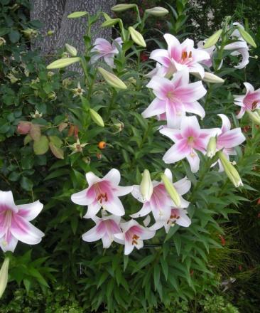Naturalizing Hybrid Lilies - continued
