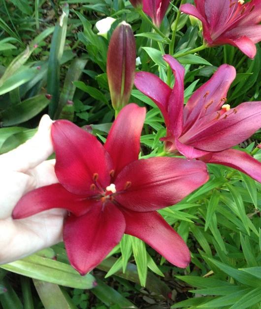 Gazer, Annual Lily - The Most Beautiful and