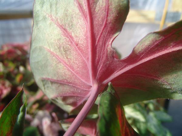 CALADIUMS - Fancy and Strap (Lance) Leaf) - How to tell the difference?