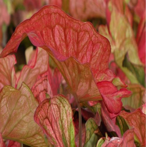 outer leaf border, grows 12-18 tall for beds, baskets or pots. Takes partial sun to shade.