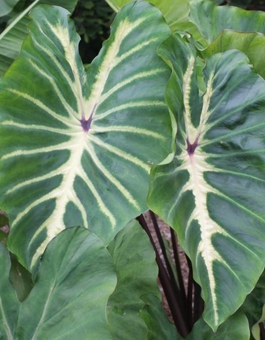 ELEPHANT EARS (Colocasia esculenta) These are clumping (NOT Runners!!) These non-hassle plants add a bold, tropical look and make fabulous garden specimens.