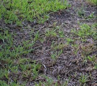 5 to 2 inches - Zoysia should be maintained at 1 to 2 inches. Do not remove more than 1/3 of the grass blade per mowing event.