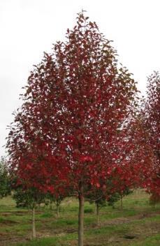 Presently ornamental pears represent 40% of all ornamental tree production for most Ohio nurseries.