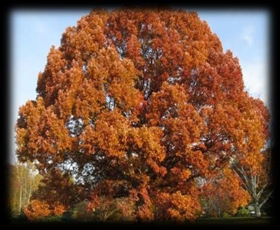 White Oak - Quercus alba A majestic, wide-spreading specimen for spacious locations.
